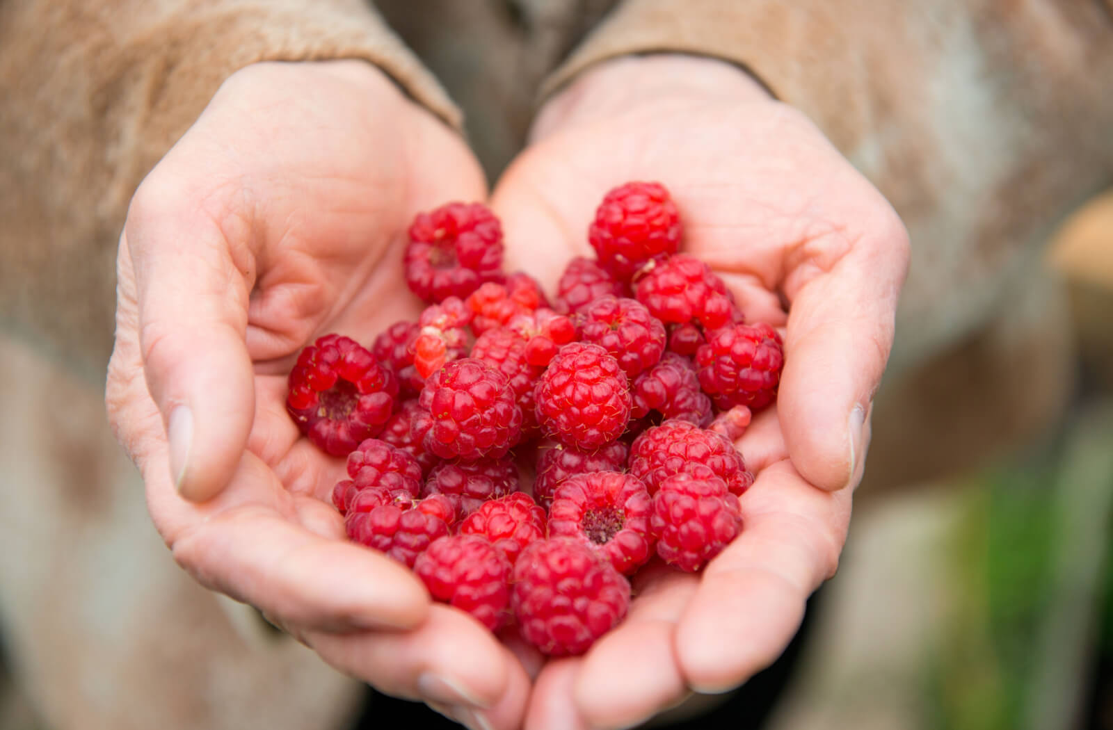 Close-up of an older adult’s hands showing off a handful of raspberries